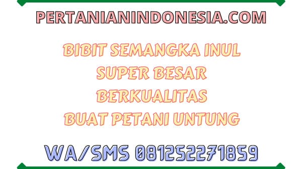 Bibit Semangka Inul Super Besar Berkualitas Buat Petani Untung